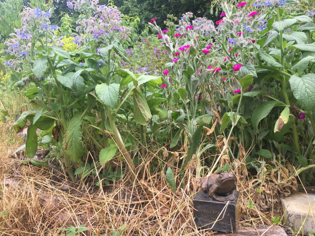 Blumen im KuBiZ-Garten
